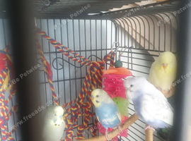 8 beautiful budgies