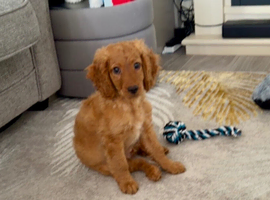 12 weeks cockapoo
