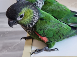 Black capped conures