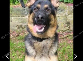 German shepherd wanted for exchange/swap