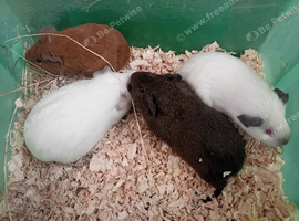 Female Guinea pigs