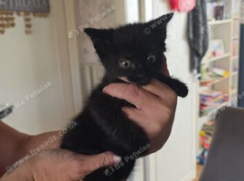 kittens for sale ready on 24th august