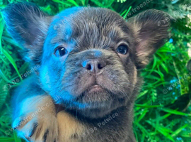KC registered Beautiful Fluffy Frenchies