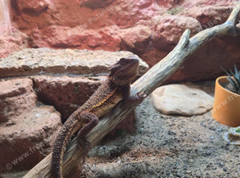 Bearded dragon plus home
