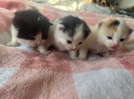 Beautiful fluffy kittens