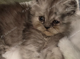 6 pure doll face persians ready now