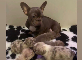 Final reductions.. micro frenchie puppies. Need their forever sofas