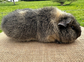 **RESERVED** Teddy Boar (Pure & Proven)