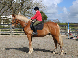 Striking and quality Irish Gelding all rounder