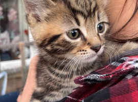 Two Female Kittens Looking for a New Home
