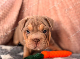 French bulldog x Pocket bully puppies for sale!