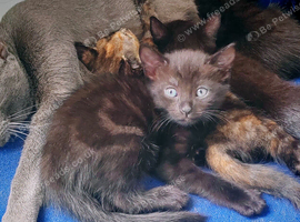 Four kittens still available