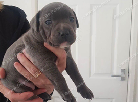 Blue staffordshire bull terrier puppies