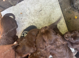 Cocker spaniel puppies for sale