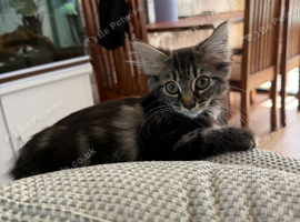 Maine coon female kitten cross