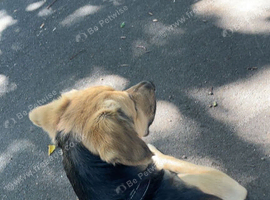 german shepherd mix