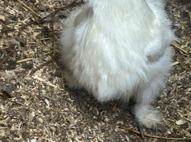 Silkie hens