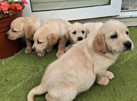 Stunning Goldador Girl Puppies.