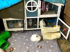 Wanted 2-3 rabbits
