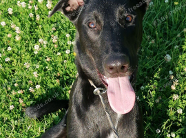 Milo