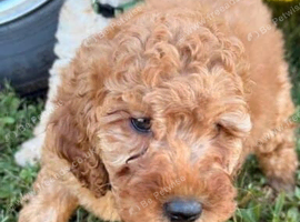 Beautiful F1BB Labradoodle Puppies