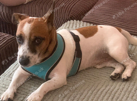 9 year old jack Russel