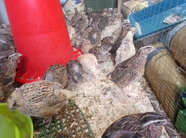 Pol quail