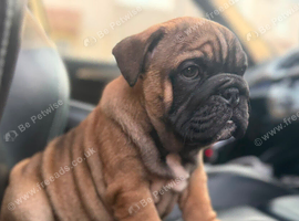 English bulldogs