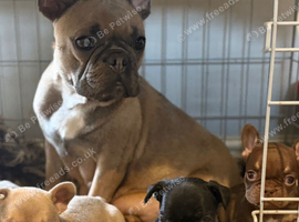 KC Registered French Bulldog Puppies