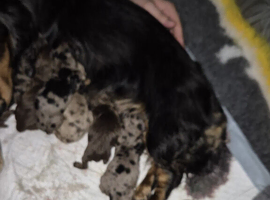 3 lovely dachunds available