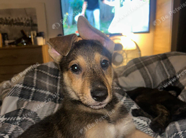 1 beautiful Lurcher