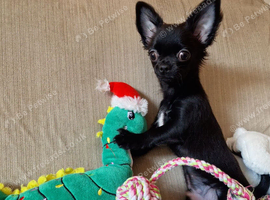 REDUCED - Last Pup Left! Chihuahua Puppy READY NOW