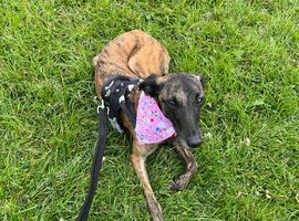 2 whippets boy pups