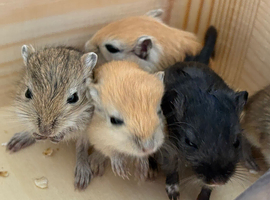 Baby gerbils for sale