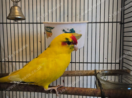 Kakariki birds 1 pair and 2 chick's including cage