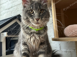 Ready now TICA Maine coon Girls