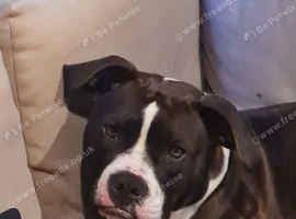 American bully