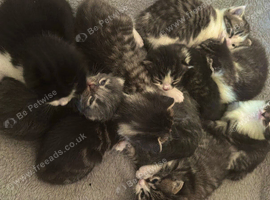 Kittens for sale