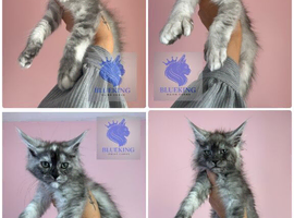 Stunning Maine coon kittens shaded lines polydactyl