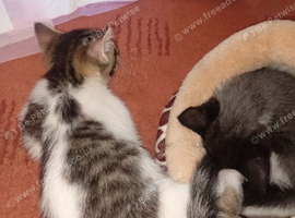 9 week old kitten for sale