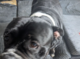 Bear, Cane corso cross American bully