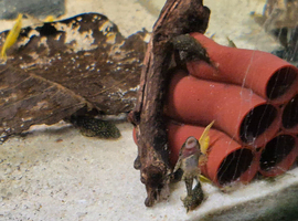 Juvenile bristle nose plecs.
