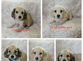 Cream long haired miniatures READY NOW