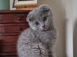 Cute Scottish fold  Three kittens available