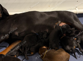 Top Quality Dobermann Puppies Available