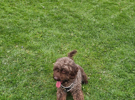 Male Cockapoo