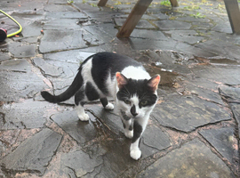 Black and white 1year old male cat