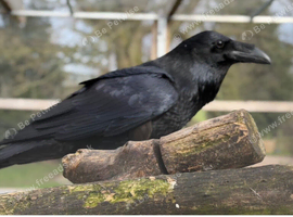Male Raven