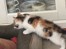 Maine Coon