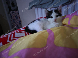 10 week old female kitten